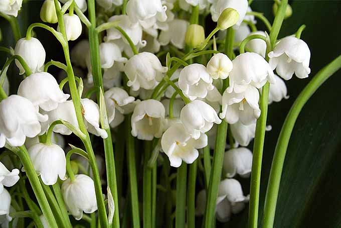 Lily of the Valley Growing Guides, Tips, and Information